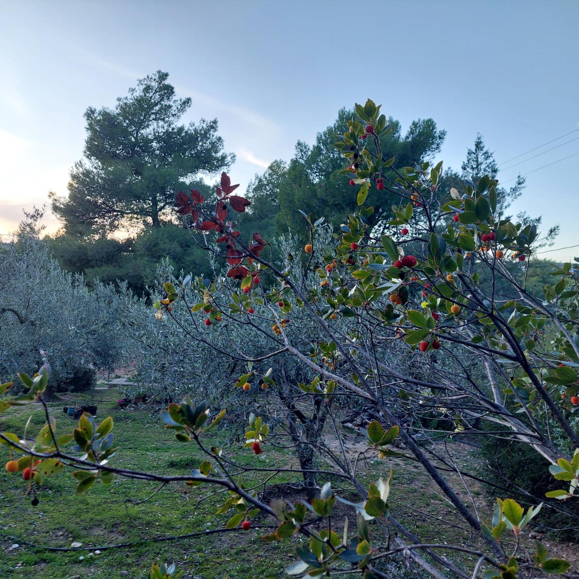 Villa Irini Porto Heli Eksteriør billede